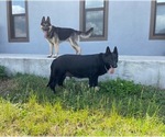 Small breeder photo