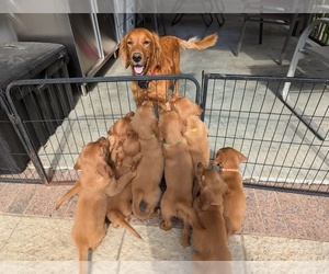 Golden Retriever Dog Breeder near LABADIE, MO, USA