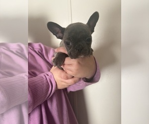 French Bulldog Dog Breeder near GADSDEN, AL, USA