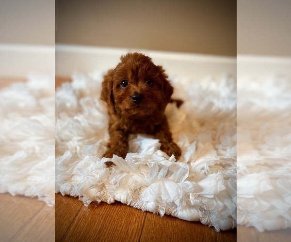 Medium Photo #3  Breeder Profile in CROSSVILLE, TN, USA