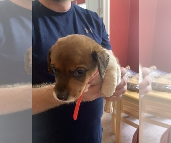 Medium Photo #1  Breeder Profile in MONROE, GA, USA