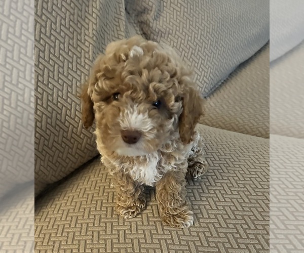 Medium Photo #1  Breeder Profile in PAINTSVILLE, KY, USA