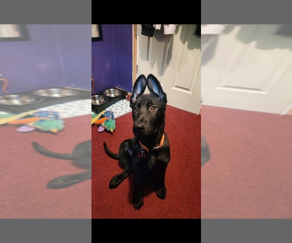 Medium Photo #10  Breeder Profile in MIDDLETOWN, CT, USA