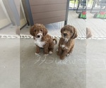 Small breeder photo