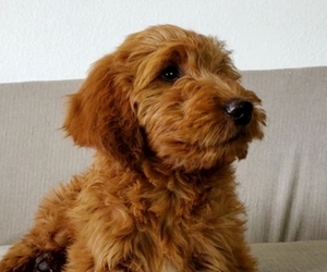 Goldendoodle Dog Breeder near LAS VEGAS, NV, USA