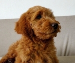 Small breeder photo