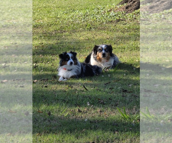 Medium Photo #6  Breeder Profile in RUSSELLVILLE, AL, USA