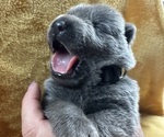 Small breeder photo