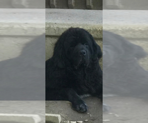 Newfoundland Dog Breeder near BRIDGEPORT, CT, USA