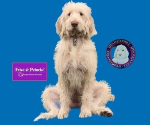 Poodle (Standard)-Spinone Italiano Mix Dog Breeder in CLEVELAND,  USA