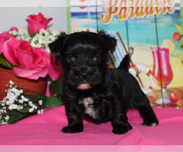 Medium Photo #10  Breeder Profile in CHANUTE, KS, USA
