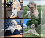 Small #6 Breeder Profile image