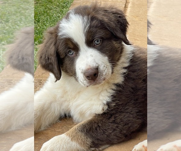 Medium Photo #1  Breeder Profile in MADISON, AL, USA
