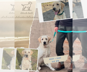 Labrador Retriever Dog Breeder near CALLAHAN, FL, USA