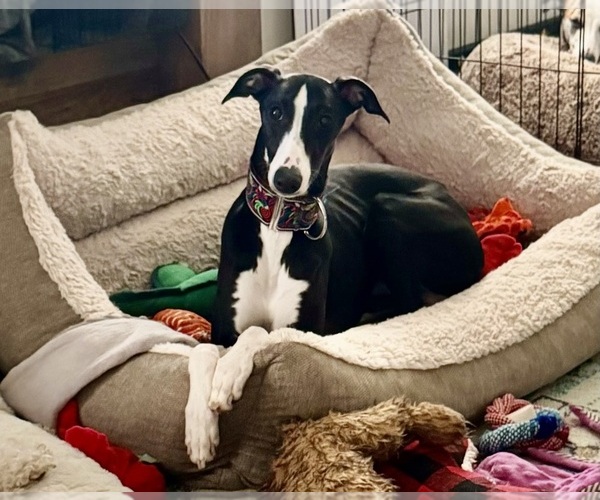 Medium Photo #1  Breeder Profile in TALKING ROCK, GA, USA