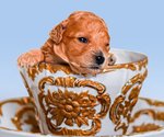 Small Photo #1  Breeder Profile in DENVER, CO, USA