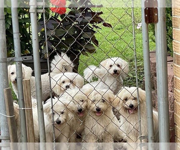 Medium Photo #1  Breeder Profile in CLEVELAND, TN, USA