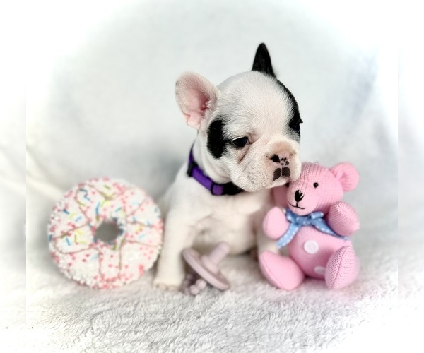 Medium Photo #3  Breeder Profile in BROOKSVILLE, FL, USA