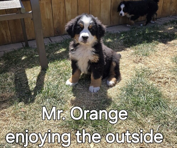 Medium Photo #21  Breeder Profile in SALMON, ID, USA