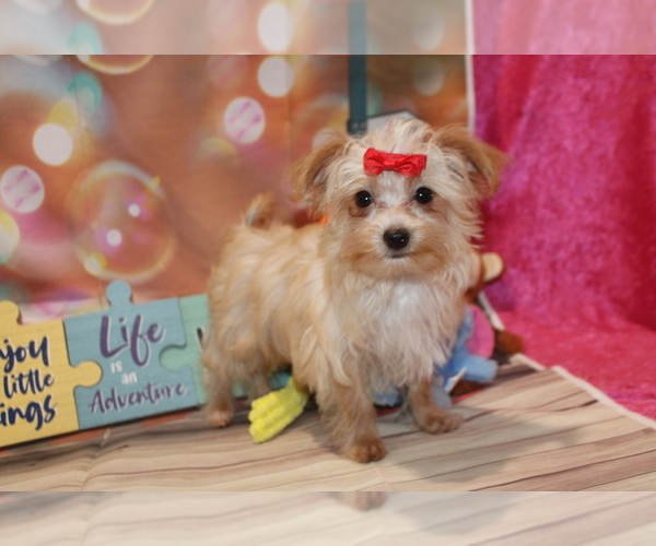Medium Photo #1  Breeder Profile in JACKSONVILLE, FL, USA