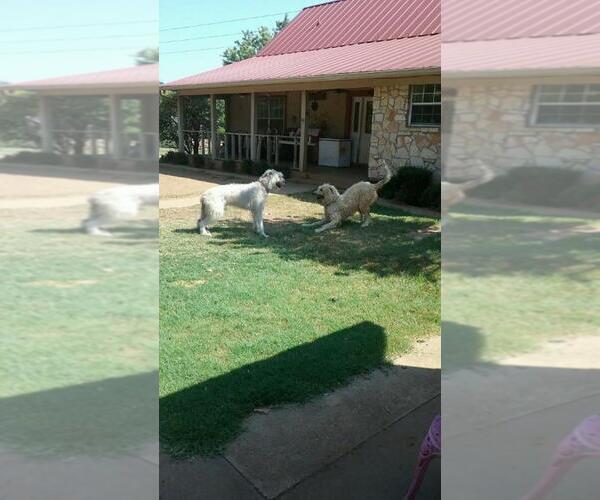 Medium Photo #1  Breeder Profile in LAKE ELSINORE, CA, USA