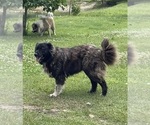 Small #106 Breeder Profile image