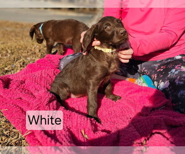 Medium Photo #11  Breeder Profile in SAN ANTONIO, TX, USA