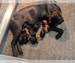 Small #1 Breeder Profile image