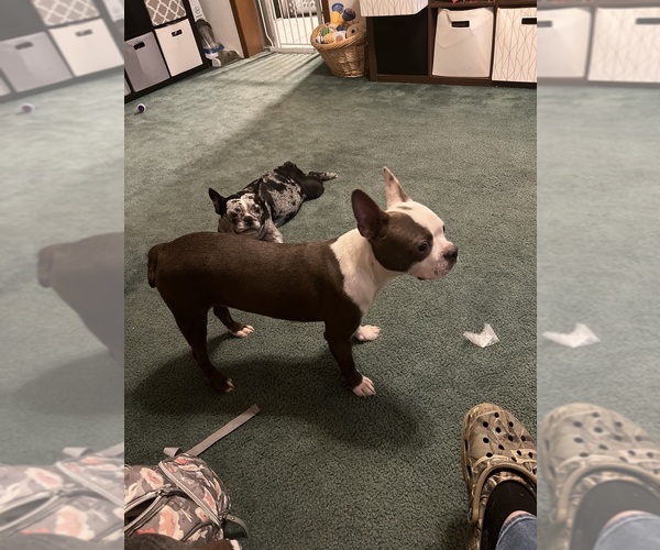 Medium Photo #17  Breeder Profile in BUCHANAN, VA, USA
