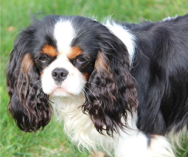 Medium Photo #3  Breeder Profile in GRINNELL, IA, USA
