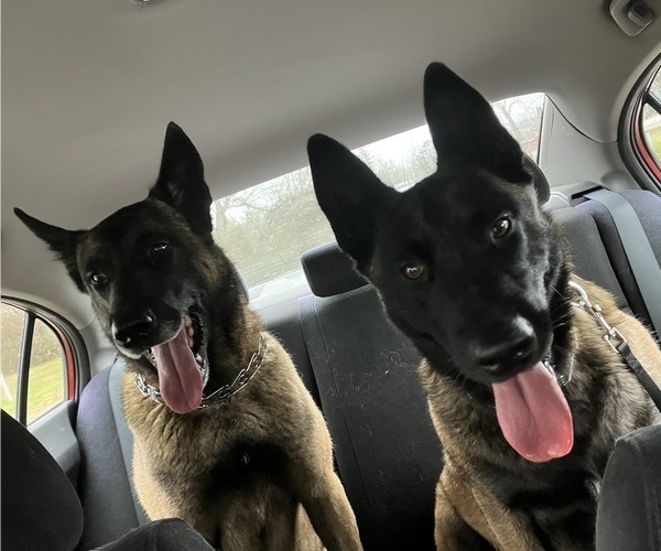 Medium Photo #11  Breeder Profile in THAYER, MO, USA