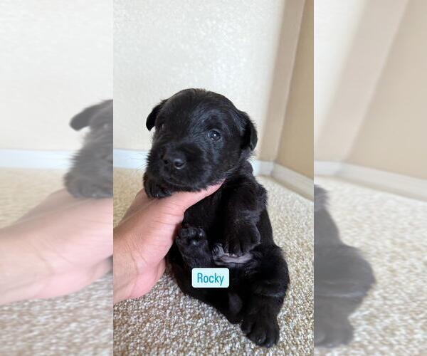 Medium Photo #7  Breeder Profile in LOS LUNAS, NM, USA