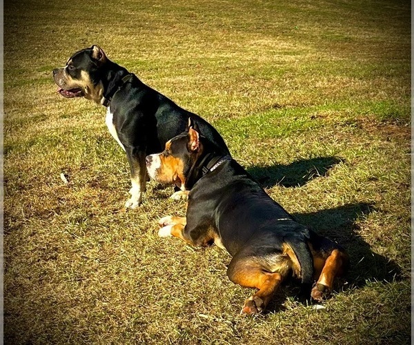 Medium Photo #25  Breeder Profile in FORT MITCHELL, AL, USA