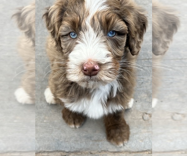 Medium Photo #15  Breeder Profile in SHIOCTON, WI, USA