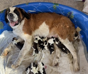 Saint Bernard Dog Breeder near STANLEY, WI, USA