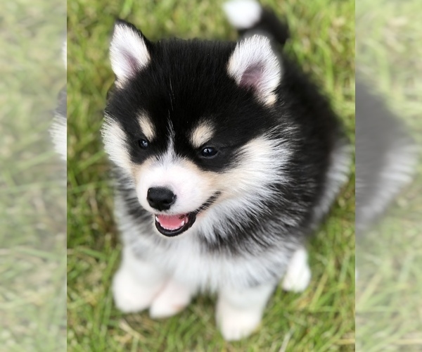 Medium Photo #1  Breeder Profile in LEBANON, OR, USA