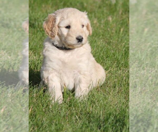Medium Photo #1  Breeder Profile in STOCKTON, CA, USA