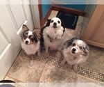 Small breeder photo