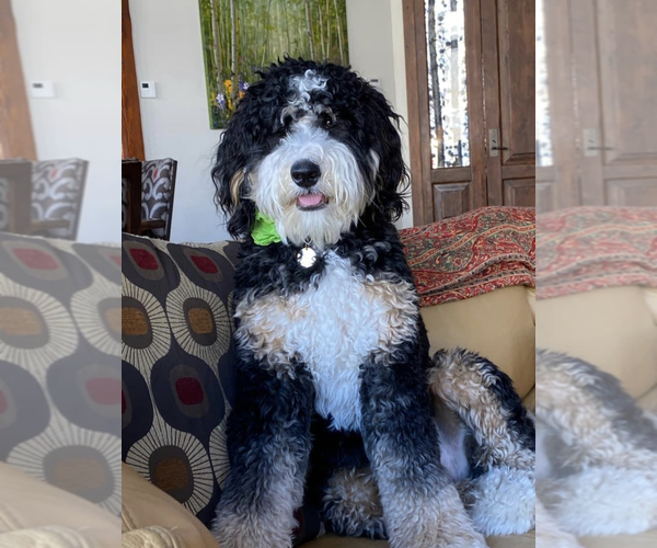 Medium Photo #3  Breeder Profile in MCALLEN, TX, USA