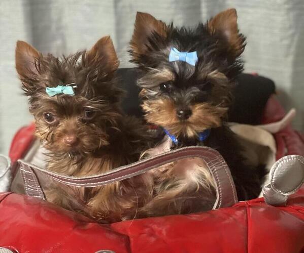 Medium Photo #1  Breeder Profile in PEYTON, CO, USA