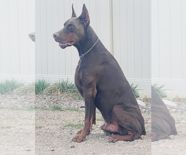 Medium Photo #9  Breeder Profile in COLORADO SPRINGS, CO, USA