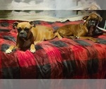 Small breeder photo