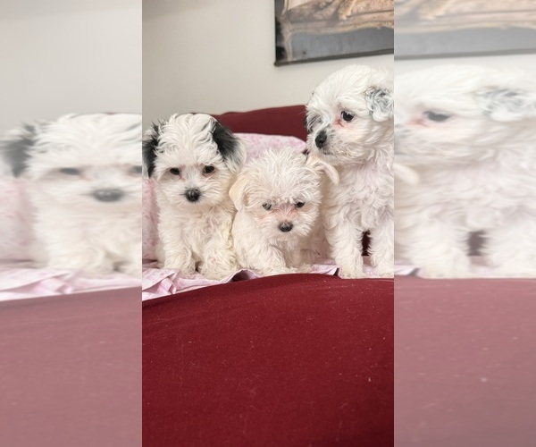 Medium Photo #4  Breeder Profile in FARMINGTON, MN, USA