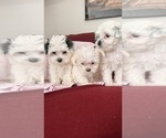 Small #3 Breeder Profile image