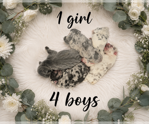 French Bulldog Dog Breeder near GLEN BURNIE, MD, USA