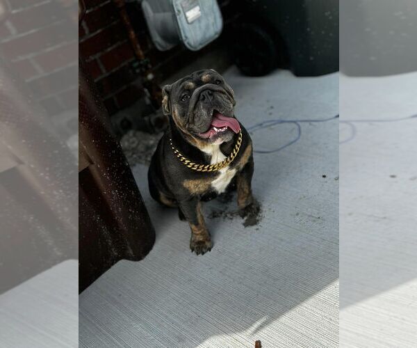 Medium Photo #2  Breeder Profile in NEW LEBANON, OH, USA