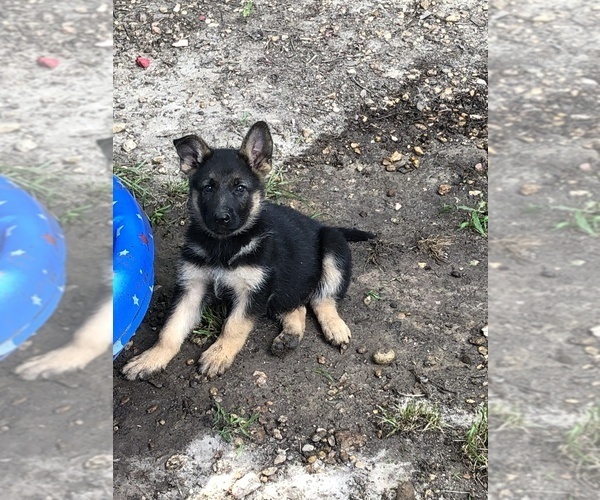Medium Photo #1  Breeder Profile in SELMA, NC, USA