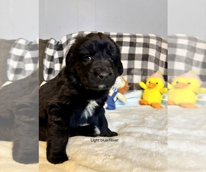 Newfoundland Dog Breeder near LEICESTER, NC, USA