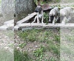 Small #31 Breeder Profile image