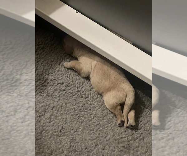 Medium Photo #5  Breeder Profile in AUSTIN, TX, USA
